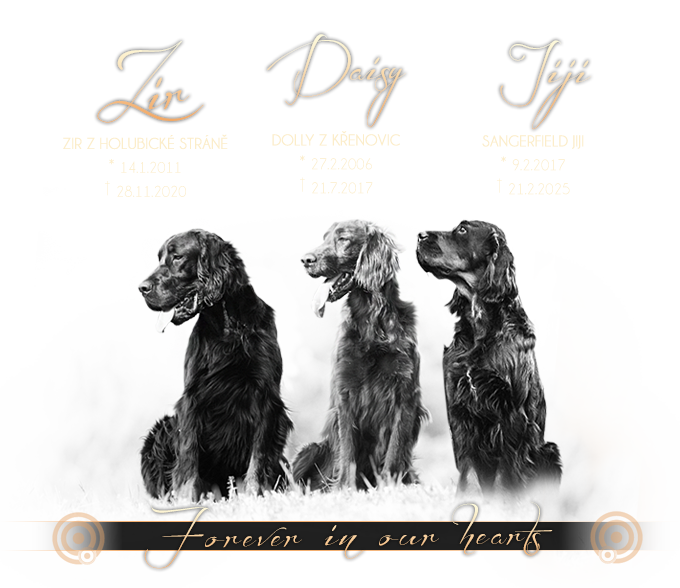 Gordon setter Jiji, Zir and Irish Red Setter Daisy