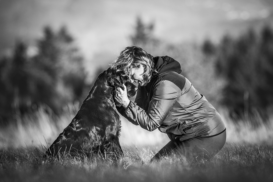 Gordon setter