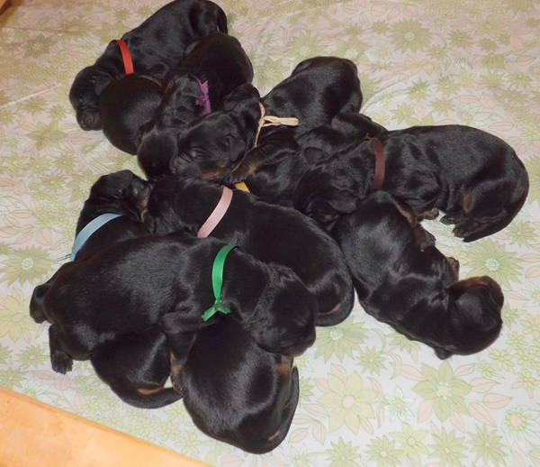 Gordon setter tata