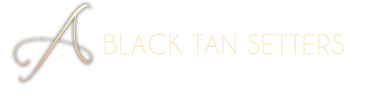 gordon setr Black Tan Setters