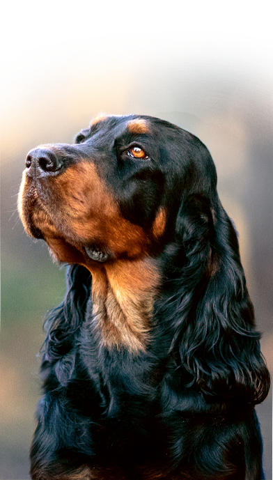 Gordon setter DOUBLE DREAM LOVESET TOLLERS COSA NOSTRA