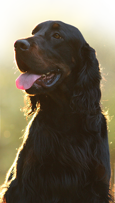 Gordon setter Zir