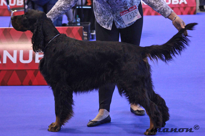 Gordon setter Zir - DUO CACIB Brno 2014