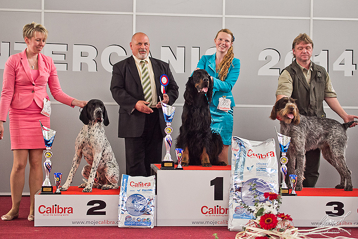 Gordon setter brno Intercanis