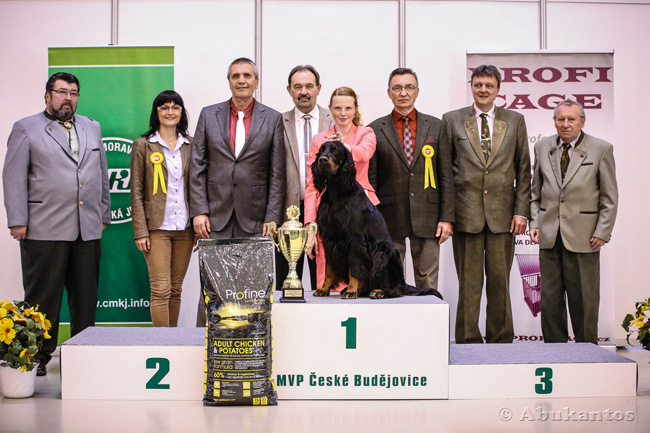 Gordon setter Zir - CACIB esk Budjovice 2014