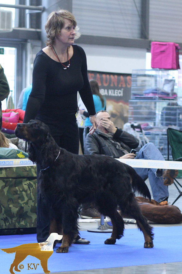 Gordon setter Zir - IX. Hanck nrodn vstava ps v Brn