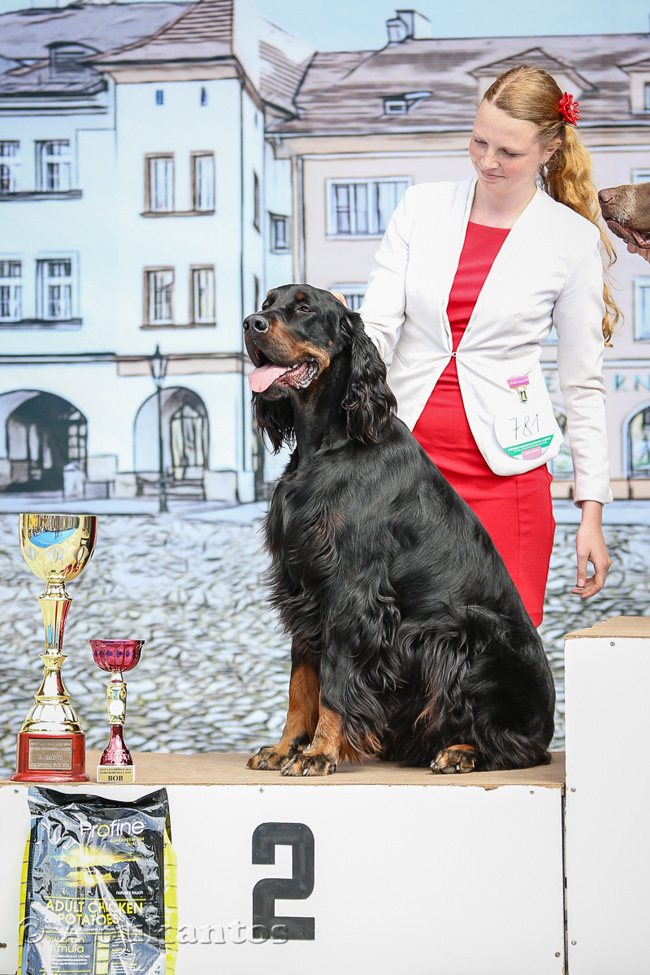Gordon setter Zir - Mezinrodn vstava ps Litomice