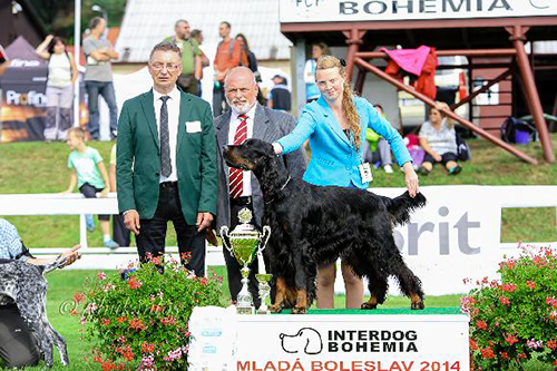 Gordon setter Mlad Boleslav