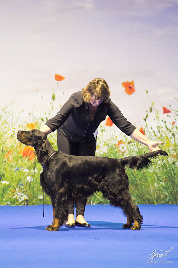 Gordon setter Zir - DUO CACIB Nitra 2014