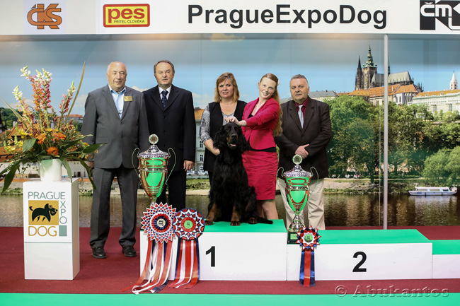 Gordon setter Zir - CACIB esk Budjovice 2014