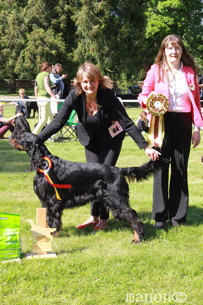 Gordon setter Zir - Klubov vstava MSKAO Slavkov u Brna 2014