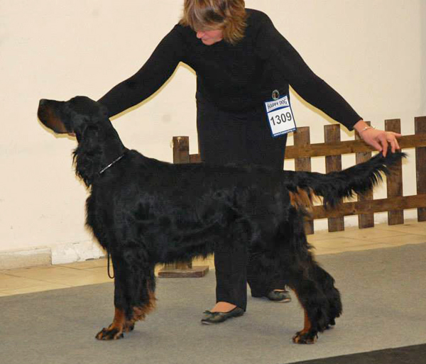 Gordon setter Zir - MVP Trenn