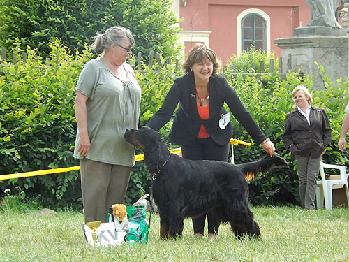 Gordon setter tata